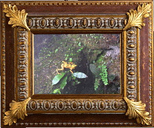 A golden frog! A golden frog!