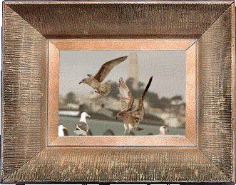 Coit Tower seagulls! Coit Tower seagulls!