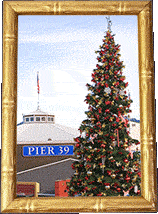 The Pier 39 Christmas tree! The Pier 39 Christmas tree!