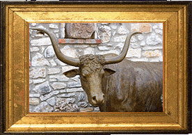 A Texas Longhorn!