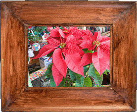 Poinsettias!