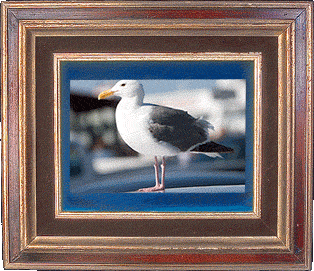 A San Francisco seagull!