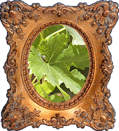 Grape leaves!