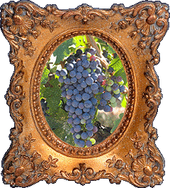 Wine grapes!