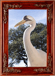 A whooping crane!