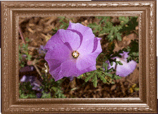 A purple flower!