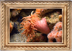A sea anemone!