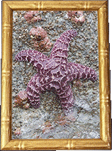 A purple starfish!
