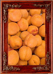 Golden apricots!