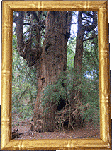 The Ancient Redwood!