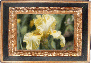 A golden iris!