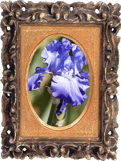A blue iris!