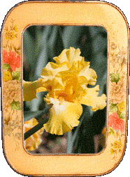 A yellow iris!