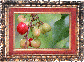 Ripening cherries!