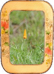 A candy corn flower!