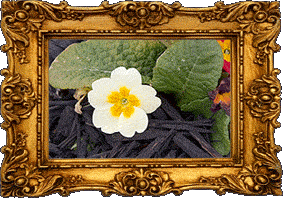 A white and yellow flower!