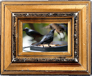 Creepy birds! Creepy birds!
