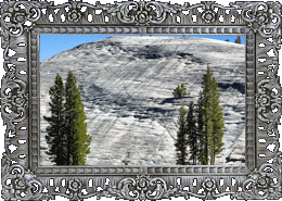 Skiing trees! Skiing trees!