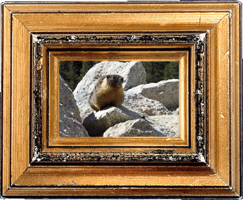 A marmot!