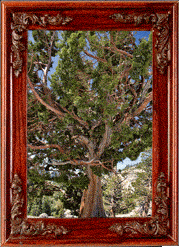 A Yosemite tree!