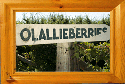 Olallieberries!