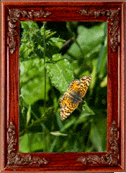 A butterfly! A butterfly!