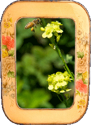 Pollinating berries! Pollinating berries!