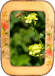 Pollinating berries!