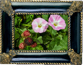 Berry blossoms! Berry blossoms!