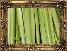Celery! Celery!