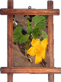A pumpkin flower! A pumpkin flower!