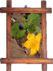 A pumpkin flower!