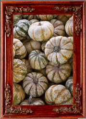 White pumpkins! White pumpkins!