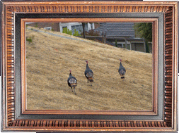 Wild turkeys! Wild turkeys!