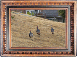 Wild turkeys!