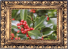 A holly tree!