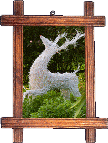 A white reindeer! A white reindeer!