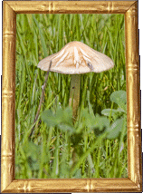 A mushroom!