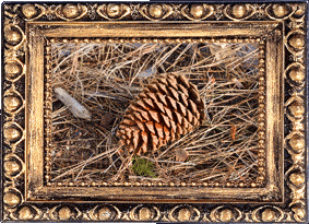 A pine cone!