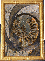 A nautilus!