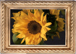 A sunflower!