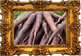 Organic carrots!