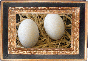 Fake eggs!