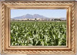 Diablo corn! Diablo corn!