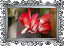 A Christmas cactus! A Christmas cactus!