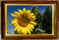 A sunflower! A sunflower!