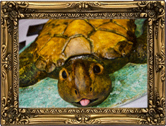 A turtle cake!