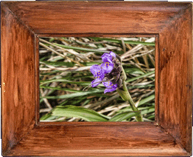Flowers in the wind!