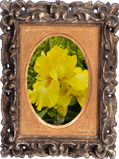 A yellow iris!