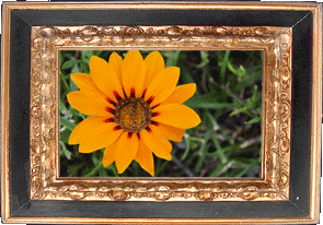 An orange flower! An orange flower!